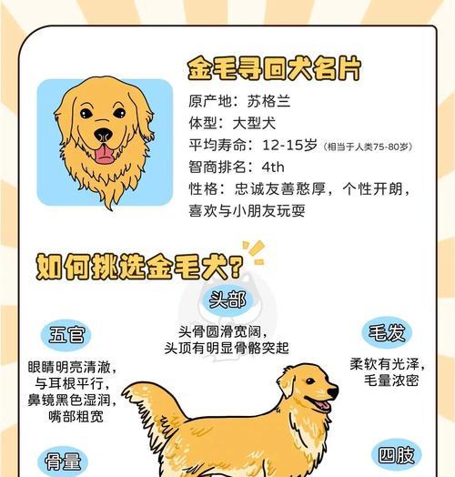 金毛散步需要多久？（探究金毛散步时间与身体健康的关系）