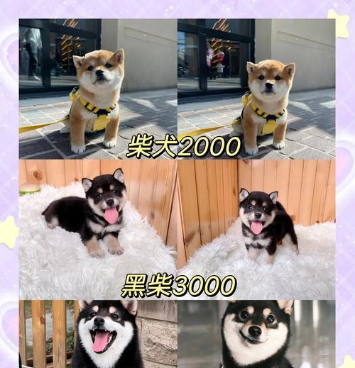 月薪四千打工族，穷养柴犬的奢侈之举（不舍得省的地方，为了一只狗的幸福生活）