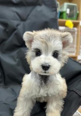 了解标准雪纳瑞——这个迷人的品种（探索标准雪纳瑞的起源、外观和性格）
