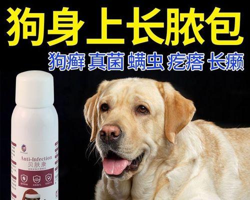 以泰迪真菌皮肤病的治疗和康复时间（了解真菌皮肤病的治疗过程及预计康复时间）
