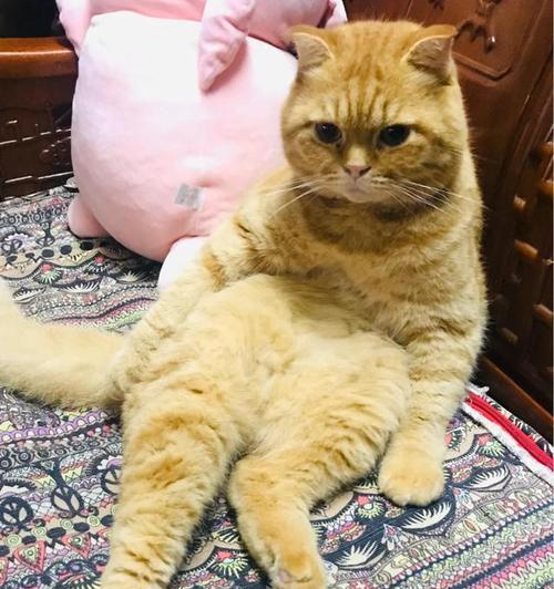 猫咪身上掉下的淡黄色颗粒（揭秘猫咪身上淡黄色颗粒的成分和起因）
