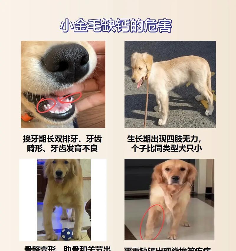 养金毛的注意事项（金毛犬的饲养要点及相关建议）