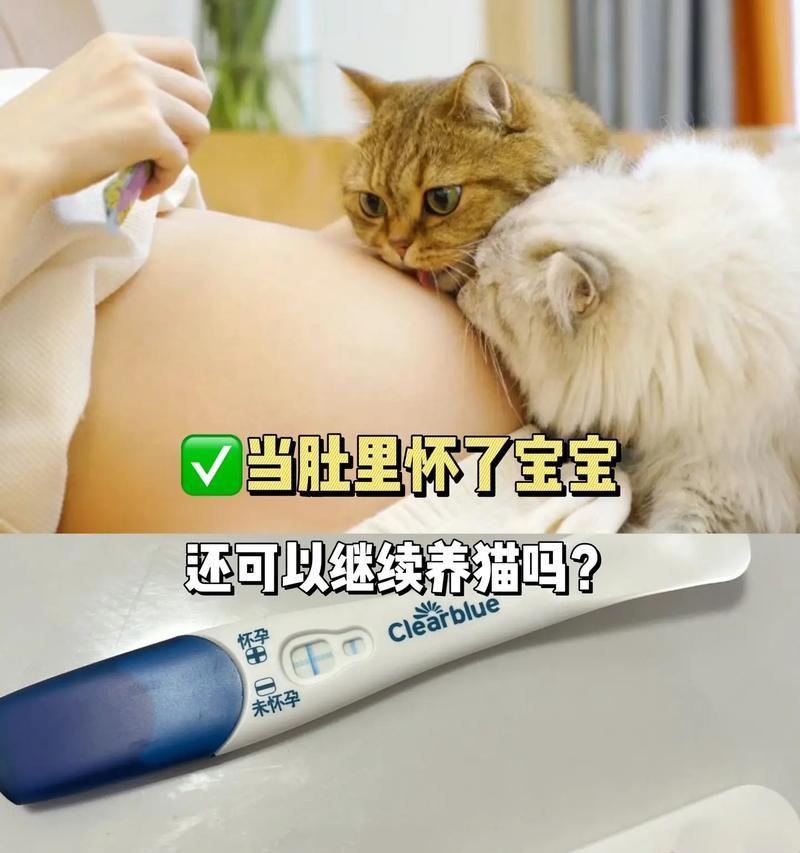 狗怀孕的时间和如何检测（了解狗的怀孕周期及检测方法）