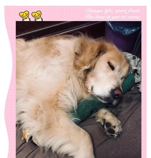 狗狗手术后的康复时间及注意事项（狗狗手术后恢复需要多久？如何正确照顾？）