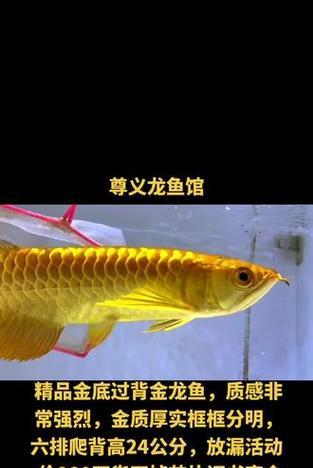 如何提升金龙鱼的金质？五大关键方面解析（金龙鱼品质提升的有效途径，从这五个方面入手）