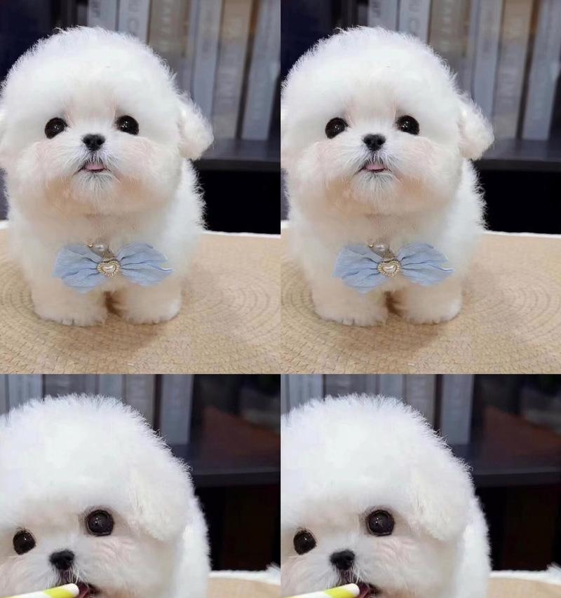 比熊狗犬多久可以带出去（了解适合比熊狗犬外出的时间和条件）