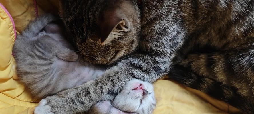 猫咪的睡眠习惯与需求（揭秘猫咪的睡眠周期及正常睡眠时间）