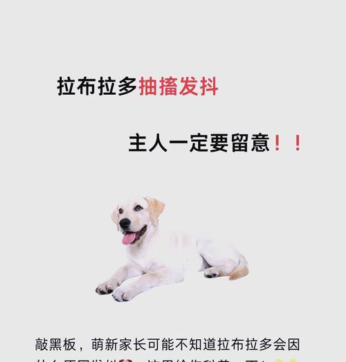 狗狗为何不停地颤抖（揭秘家里狗狗颤抖的四个原因）