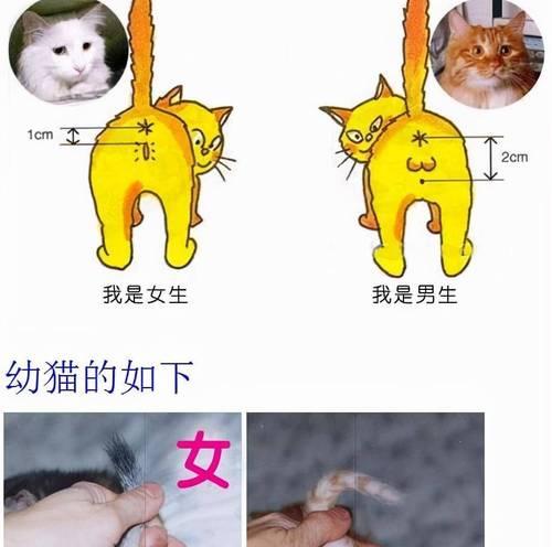母狗卵子的存活时间及影响因素（揭秘母狗卵子的生命力与储存技巧）