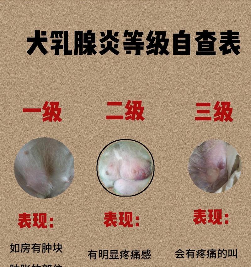 了解狗的产后热症状（狗的产后热是什么？如何判断和处理？）