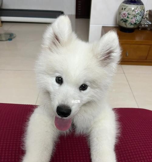萨摩耶偏瘦怎么增肥？（帮助你的萨摩耶增加体重，让它健康成长）