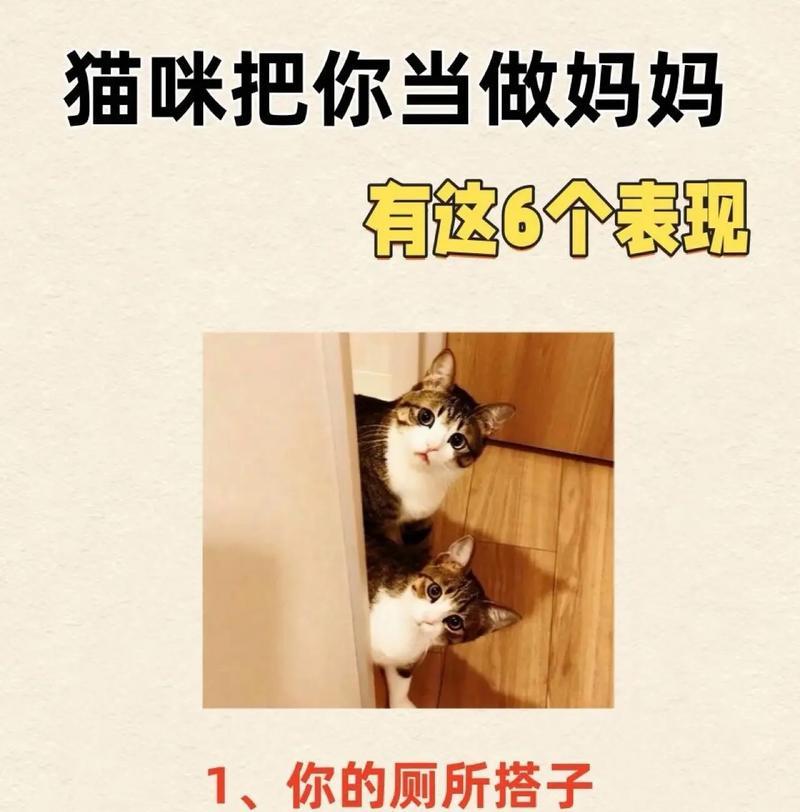 猫咪的魅力（探索猫咪的六种迷人魅力，为何养猫的人无法抗拒）