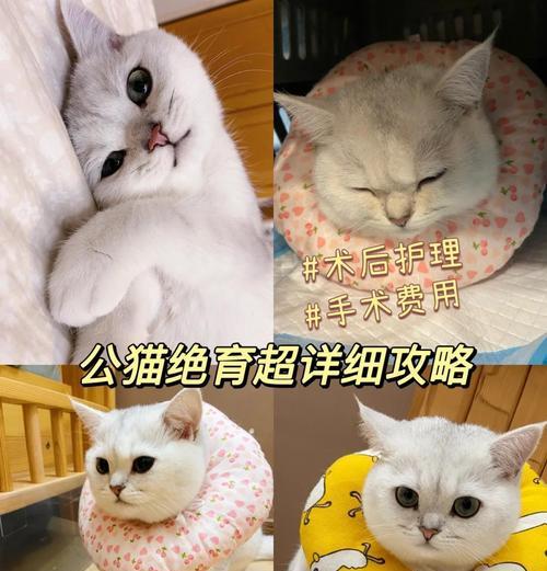 公猫绝育后恢复需要多久？（了解公猫绝育术后的恢复时间和注意事项）