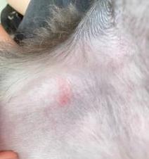 狗狗打完四针后何时适合剪毛？（剪毛时间和频率选择的关键点解析）