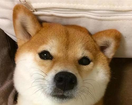 狗子交配后的背靠背闭锁现象（了解狗子交配后的背靠背闭锁现象以及如何处理）