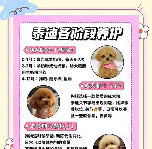 泰迪犬出生后的饮水时间（科学养犬，关注泰迪的水源）