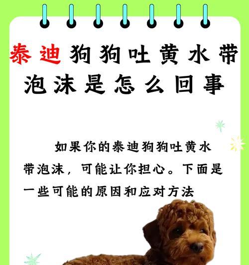 狗狗突然呕吐，应对方法大揭秘！（宠物养殖者必看！学会应对狗狗突然呕吐的正确方法！）