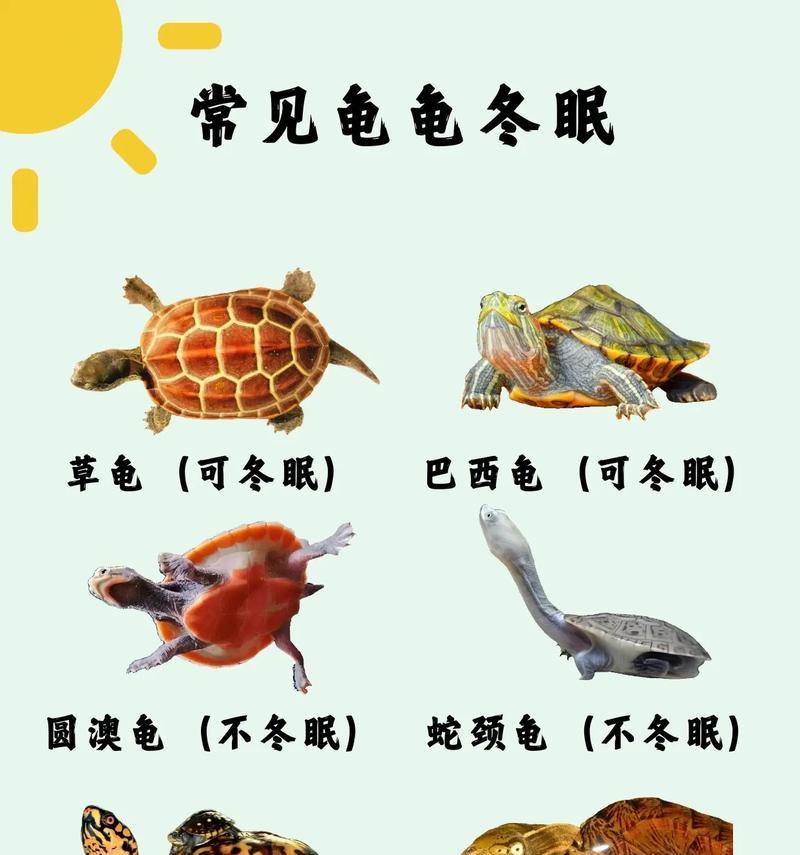 乌龟的喂养频率和费用（了解乌龟的饮食习性，科学合理地喂养宠物乌龟）