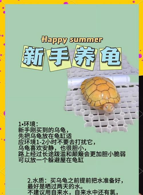 乌龟的食性与喂食方法（揭秘乌龟的饮食习性，教你正确喂食乌龟）