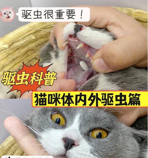 揭秘猫咪绦虫病的原因与症状（了解猫咪绦虫病，保护宠物与自身健康）