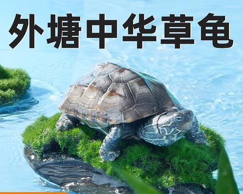 草龟选购指南（新手如何选择适合个体的草龟？）