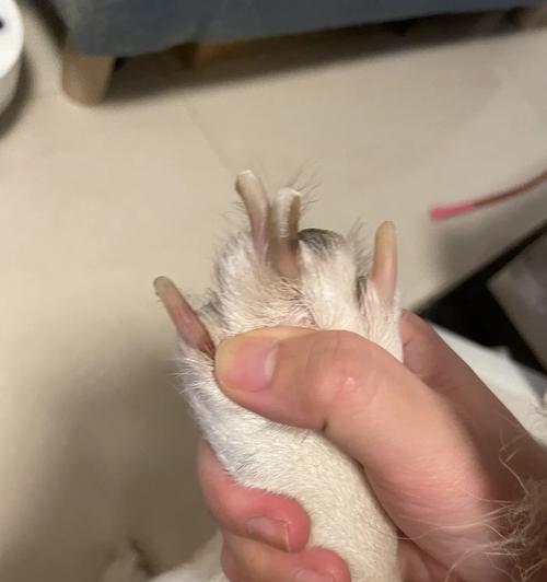 狗狗断血线后的康复时间及方法（了解狗狗断血线的症状和康复过程，让我们的毛孩健康回归）