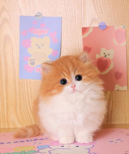 矮脚白色猫的价格分析（了解矮脚白色猫市场行情与价值）