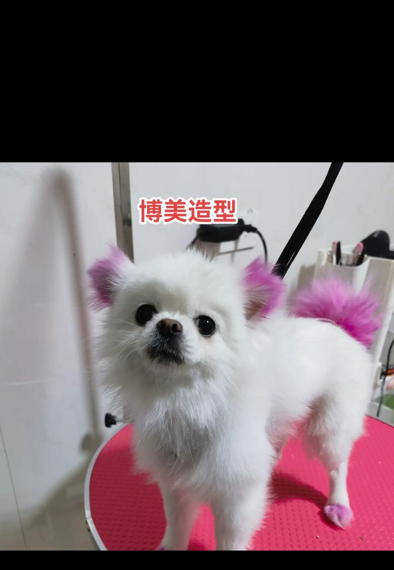 博美毛发生长周期与护理技巧（掌握生长周期，打造迷人长毛宠物）