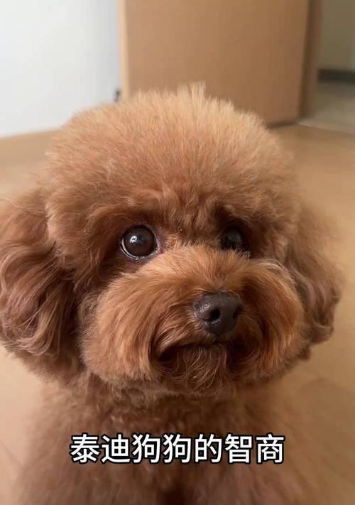 泰迪犬的成长历程（从刚睁眼到成年，探究泰迪犬的成长速度与发展特点）