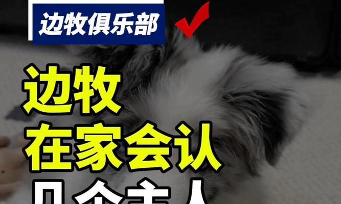 边牧与主人的羁绊（以小边牧多久能认主人？认主时间因何而异？）