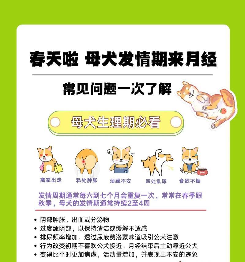 狗狗的例假周期及管理（了解狗狗例假的常见问题与解决方法）