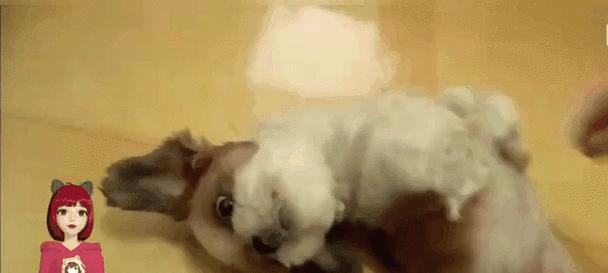 狗狗死后的正确处理方式（千万不能埋葬！如何妥善处理狗狗的遗体）