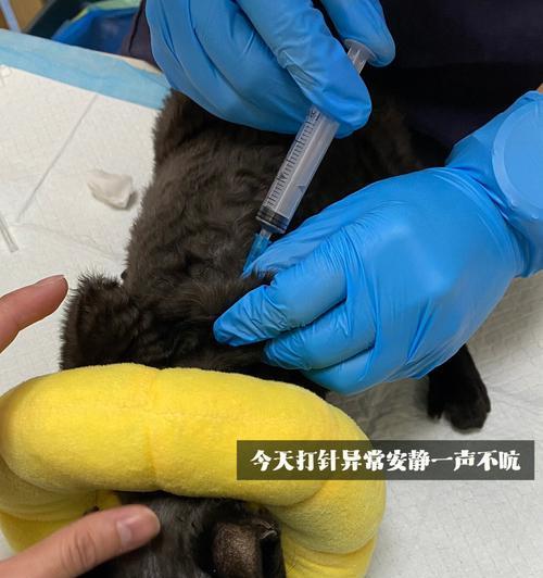 小猫的疫苗接种时间表（了解小猫疫苗接种的重要性及时间安排）