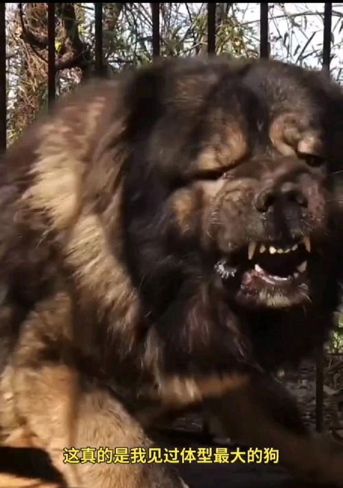 高加索犬的成年期是多久？（探究高加索犬成年期的时间长度及其影响因素）