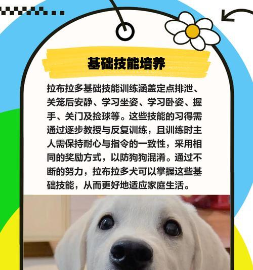拉布拉多简单训练的时间要求（拉布拉多简单训练所需时间和关键因素）