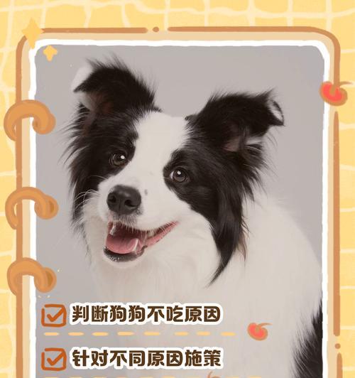 狗狗吃饭后消化时间的探究（揭秘狗狗消化速度及影响因素，助你更好照顾宠物）