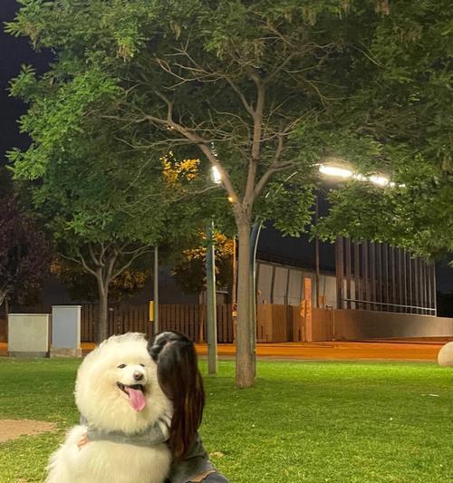 萨摩耶犬的人际关系（探索萨摩耶犬与人类的亲密关系以及他们认人的速度）
