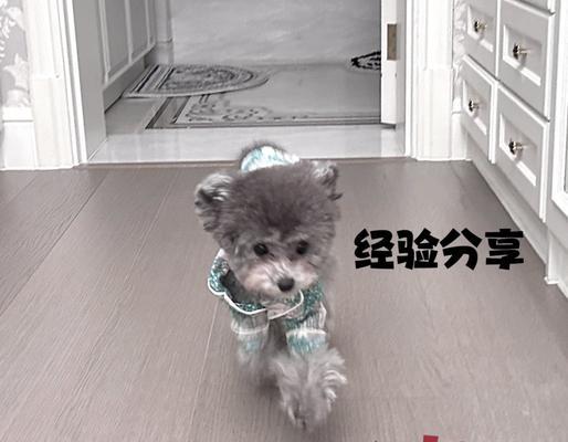 狗狗产后绝育的最佳时间（科学把握绝育时机，健康保障萌宠）