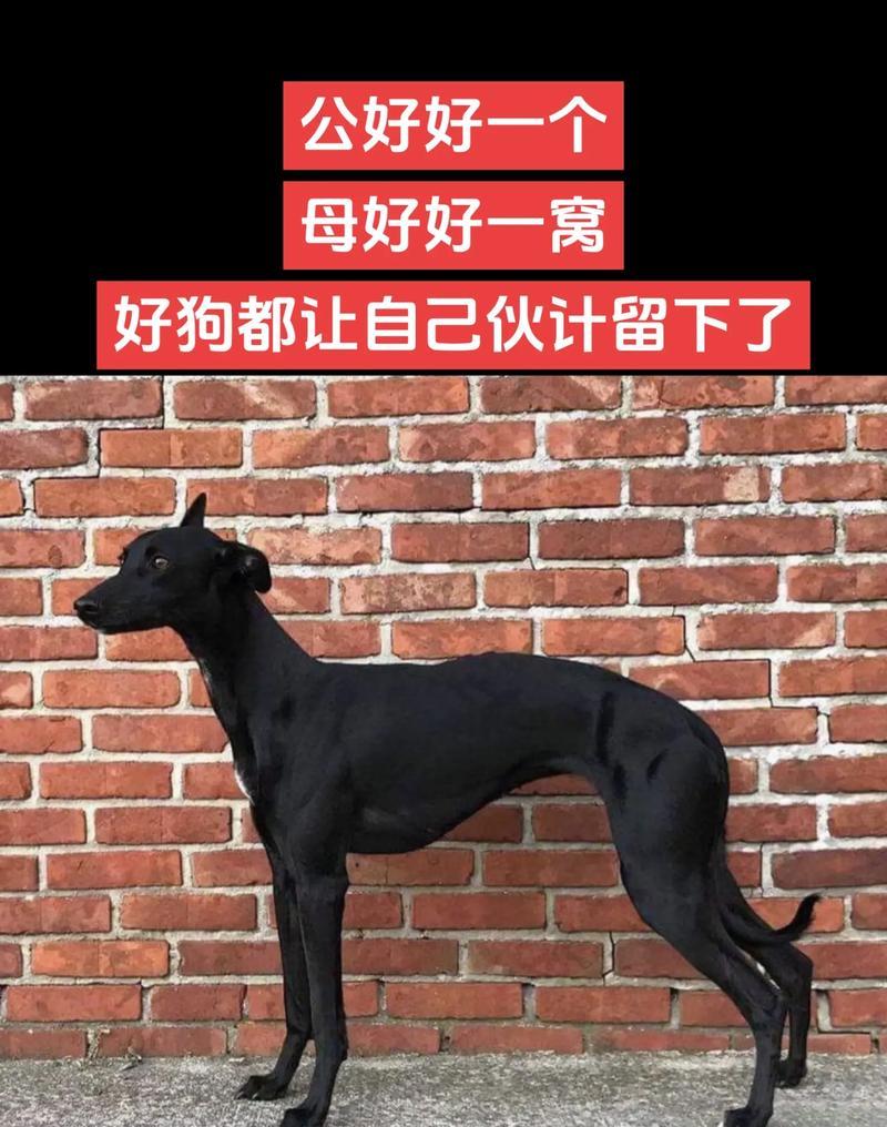 惠比特犬的怀孕周期及生产时间（探索惠比特犬的繁殖过程，解答犬主们的疑惑）