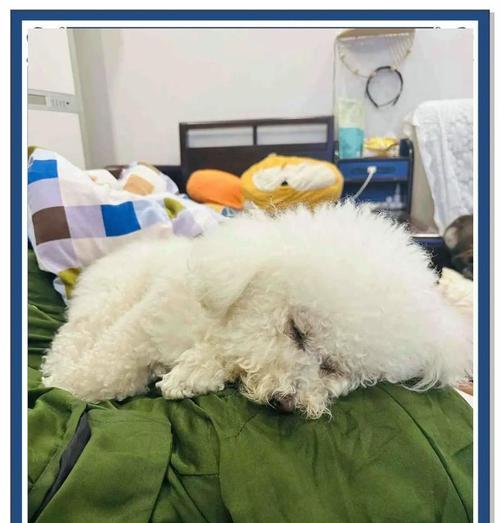 比熊犬的睡眠习惯与需求（探究比熊犬每天睡眠时间及影响因素）