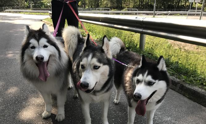 了解阿拉斯加犬（阿拉斯加犬的价格、外观与哈士奇相比有何不同，你需要知道的一切）