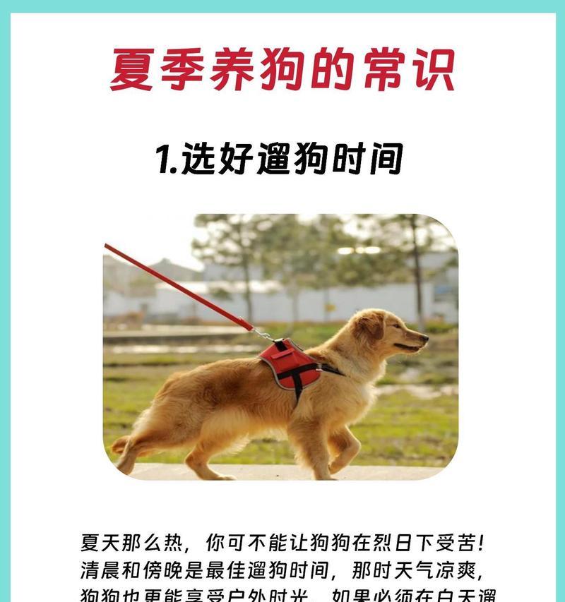 如何帮助狗降温（科学有效的方法和技巧）