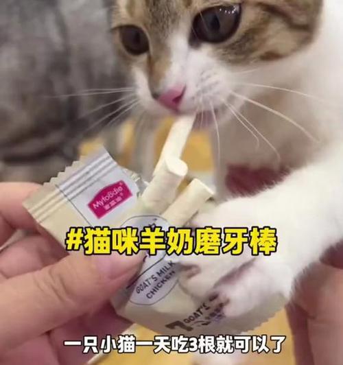 猫猫模牙期是多久？（了解猫猫模牙期对猫咪的重要性）
