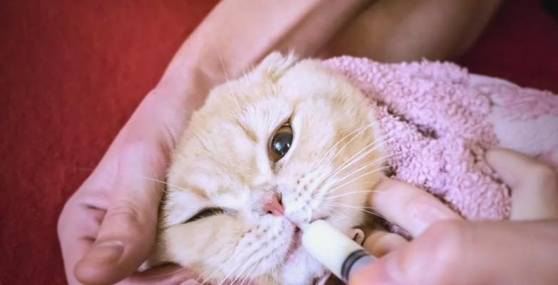 小猫断奶的最佳时机及方法（了解小猫断奶的重要性和正确的操作步骤）
