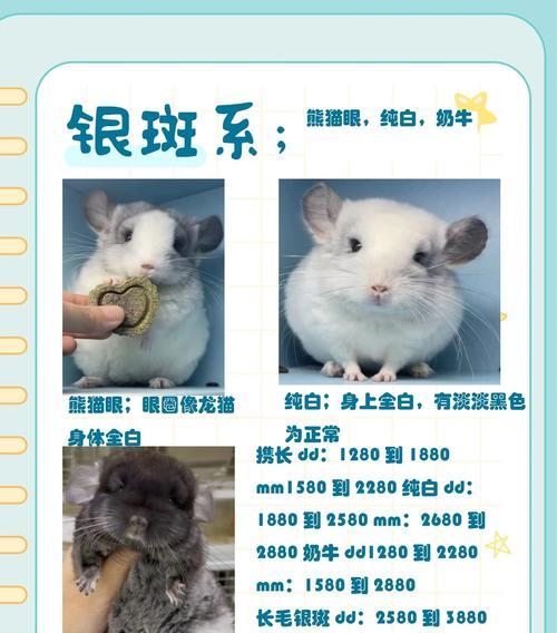 龙猫的性格和饲养空间准备（了解龙猫的性格特点以及如何准备合适的饲养空间）