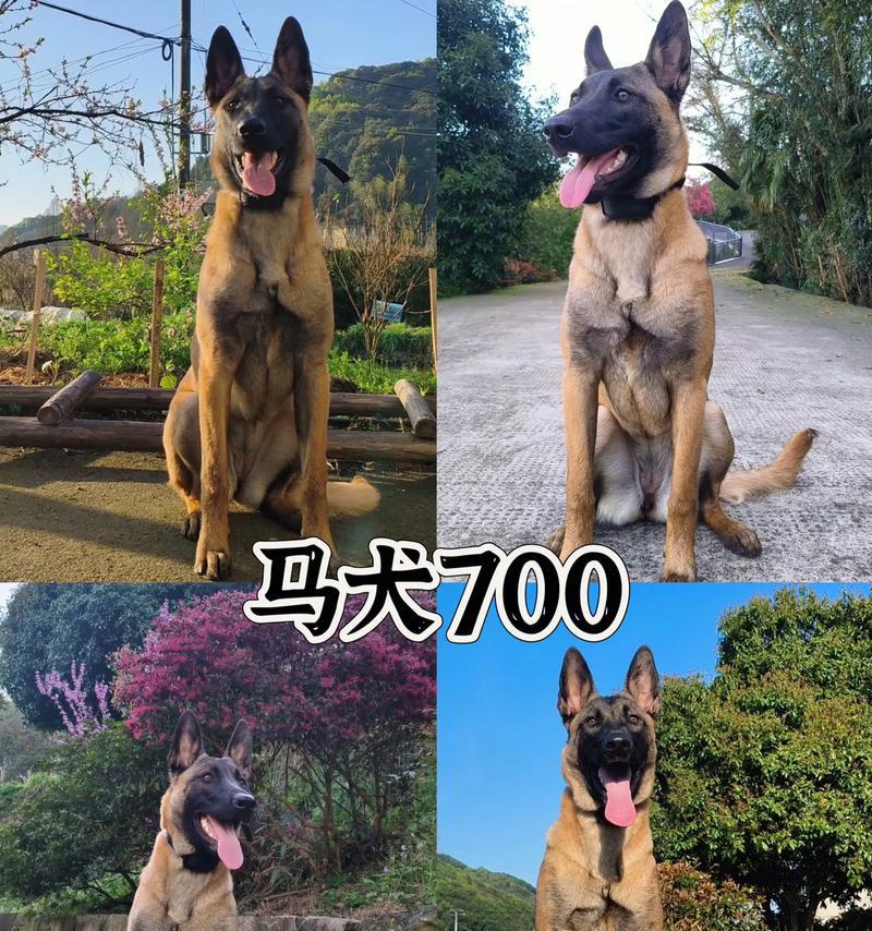 狗狗生了宝宝后多久断奶？（宝宝狗狗的断奶时机及注意事项）