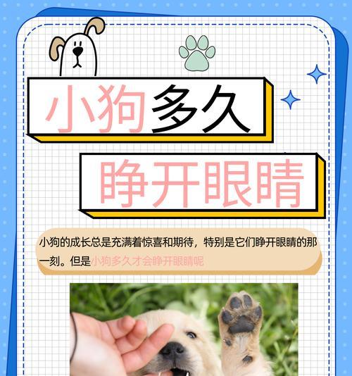 初生小狗仔的护理方法（刚出生的小狗仔需要哪些护理？）