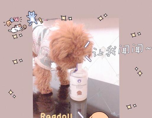 贵宾犬的洗澡频率与护理方法（如何科学地为贵宾犬定期洗澡，让其保持健康与舒适）