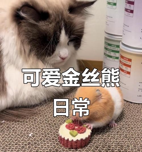 金丝熊的饲养要点（了解金丝熊的食性，打造健康饲养环境）