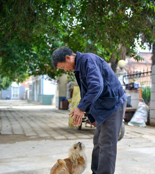 狗狗成犬需要多长时间？（探索狗狗不同品种成犬的时间差异）